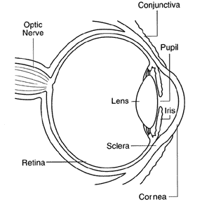 Diagram of an eye